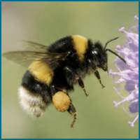 Bumblebee in flight beside a flower