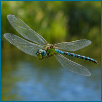 Dragonfly hovering in flight